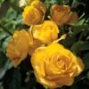 Midas Touch Hybrid Tea Rose -Macys Shop 45453