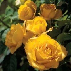 Midas Touch Hybrid Tea Rose