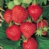Fragaria 'Quinault' Strawberry -Macys Shop 48748 PK 20