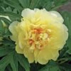 Paeonia Itoh 'Bartzella' 1 Paeonia Itoh 'Bartzella' -Macys Shop 49335