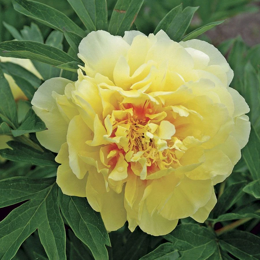 Paeonia Itoh 'Bartzella' 3 Paeonia Itoh 'Bartzella'