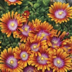 Delosperma Fire Spinner®