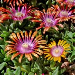 Delosperma Fire Spinner® -Macys Shop 49650 2