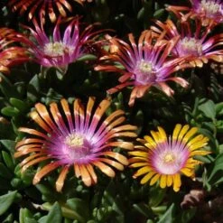 Delosperma Fire Spinner® -Macys Shop 49650 3