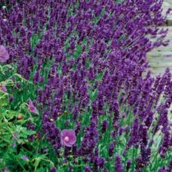 Lavandula 'Hidcote Blue'