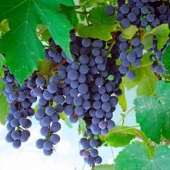 Vitis 'Concord' Grape -Macys Shop 49823 PK 3 1
