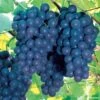 Vitis 'Concord' Grape -Macys Shop 49823 pk 3