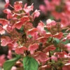 Quick Fire® Hydrangea Shrub -Macys Shop 5260868