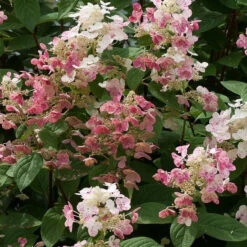 Quick Fire® Hydrangea Shrub -Macys Shop 5260870