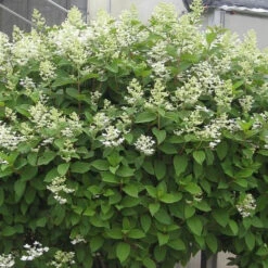 Quick Fire® Hydrangea Shrub -Macys Shop 5260871