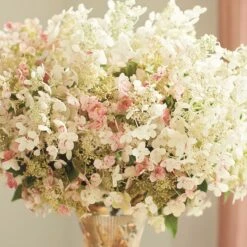 Quick Fire® Hydrangea Shrub -Macys Shop 5260872