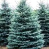 Colorado Blue Spruce -Macys Shop 5472835