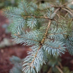 Colorado Blue Spruce -Macys Shop 5472837