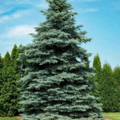 Colorado Blue Spruce -Macys Shop 5472838