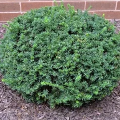 Hicks Yew -Macys Shop 5572146