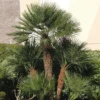 European Fan Palm -Macys Shop 5590866