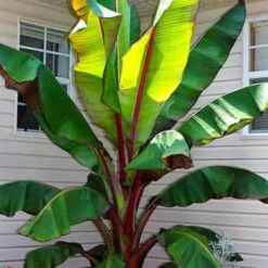 Red Banana Tree -Macys Shop 5740003