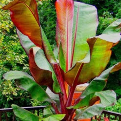 Red Banana Tree -Macys Shop 5740004