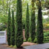 Italian Cypress Tree -Macys Shop 5812649
