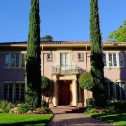 Italian Cypress Tree -Macys Shop 5812650