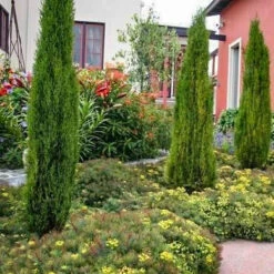 Italian Cypress Tree -Macys Shop 5812653