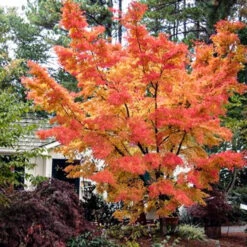 Coral Bark Japanese Maple -Macys Shop 5812659