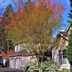 Coral Bark Japanese Maple -Macys Shop 5812661