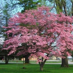 Pink Dogwood Tree -Macys Shop 5813245