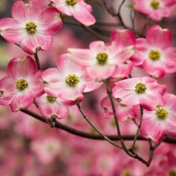 Pink Dogwood Tree -Macys Shop 5813246