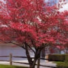 Red Dogwood Tree -Macys Shop 5813248