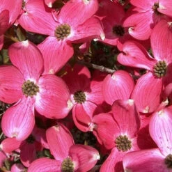 Red Dogwood Tree -Macys Shop 5813249