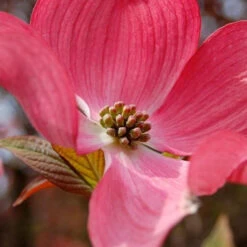 Red Dogwood Tree -Macys Shop 5813250
