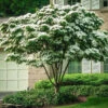 White Kousa Dogwood Tree -Macys Shop 5813261