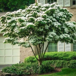 White Kousa Dogwood Tree
