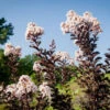 Black Diamond Pure White Crape Myrtle 2 Black Diamond Pure White Crape Myrtle -Macys Shop 6155558