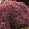Crimson Queen Japanese Maple -Macys Shop 6267128