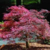 Inaba Shidare Japanese Maple -Macys Shop 6267429
