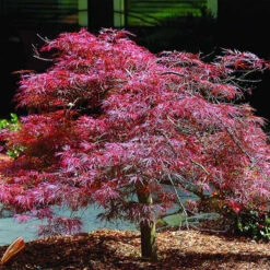 Inaba Shidare Japanese Maple