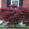 Tamukeyama Japanese Maple 1 Tamukeyama Japanese Maple -Macys Shop 6267430