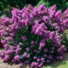 First Editions® Purple Magic Crapemyrtle -Macys Shop 7053894