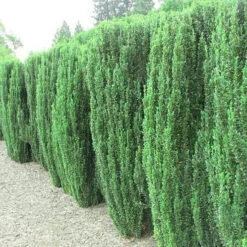 Sky Pencil Holly -Macys Shop 8099995