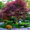 Bloodgood Japanese Maple -Macys Shop 8421967