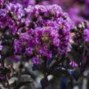 Black Diamond Purely Purple Crape Myrtle -Macys Shop 8442911