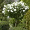 White Drift Rose Tree -Macys Shop 8594845