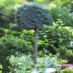 Blue Star Juniper Tree -Macys Shop 8709073