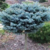 Dwarf Globe Blue Spruce Topiary -Macys Shop 8871428