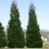 American Pillar Arborvitae 1 American Pillar Arborvitae -Macys Shop American Pillar Arborvitae 1