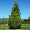 Baby Giant Thuja Tree -Macys Shop Baby Giant 1 FGT