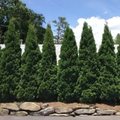 Baby Giant Thuja Tree -Macys Shop Baby Giant 2 FGT