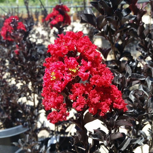 Black Diamond Best Red Crape Myrtle 4 Black Diamond Best Red Crape Myrtle - Image 2